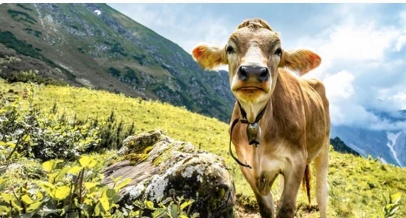 Ferienwohnung Weber Alpenglueck Лехбрук Экстерьер фото